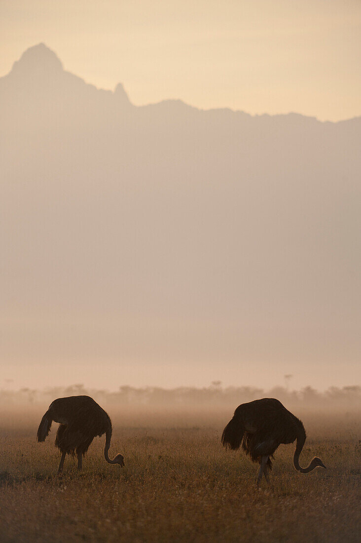 Ostriches at dawn in front of Mt Kenya, Ol Pejeta Conservancy, Kenya