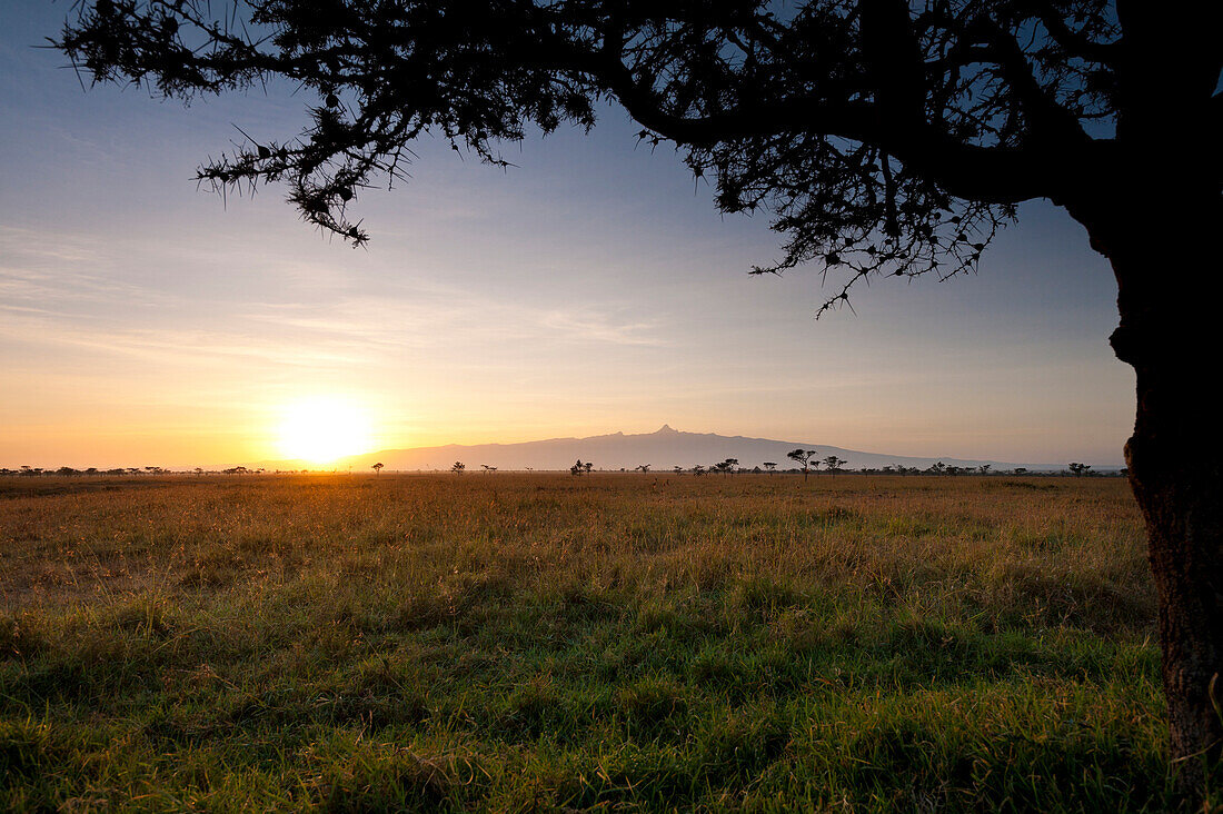 Acacia tree with Mt Kenya behind at dawn, Ol Pejeta Conservancy, Kenya