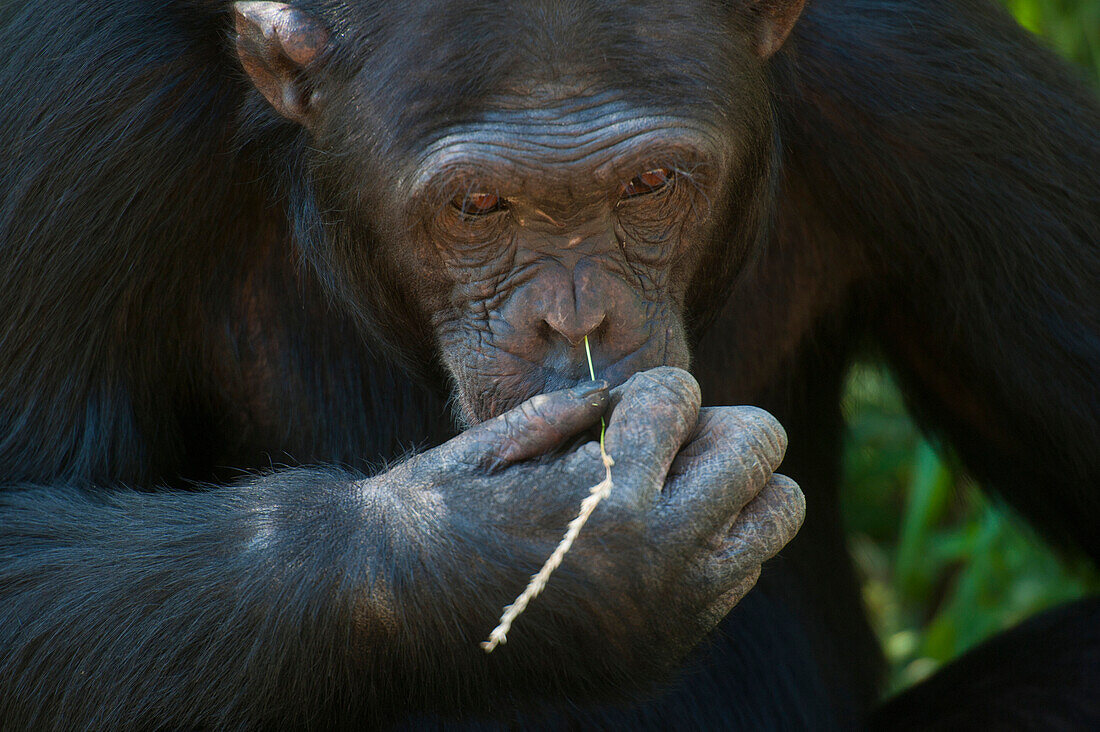 Chimpanzee picking nose with blade of grass, Sweetwaters Chimpanzee Sanctuary, Ol Pejeta Conservancy, Kenya