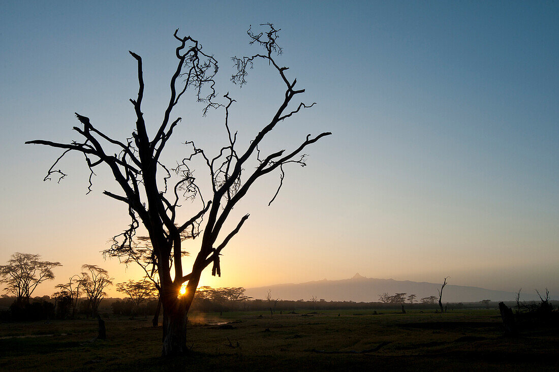 Silhouette of dead acacia tree (killed by elephants) at dawn with Mt Kenya in the background, Ol Pejeta Conservancy, Kenya