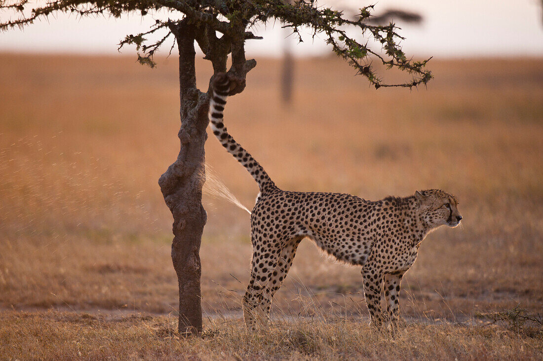 Male cheetah spraying tree to mark his territory, Ol Pejeta Conservancy, Kenya