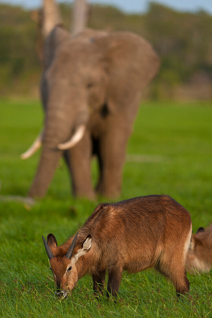 Waterbuck (Kobus ellipsiprymnus) in front of elephant, Ol Pejeta Conservancy, Kenya