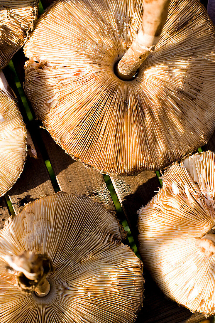 Foraging for edible wild mushrooms, Devon, England