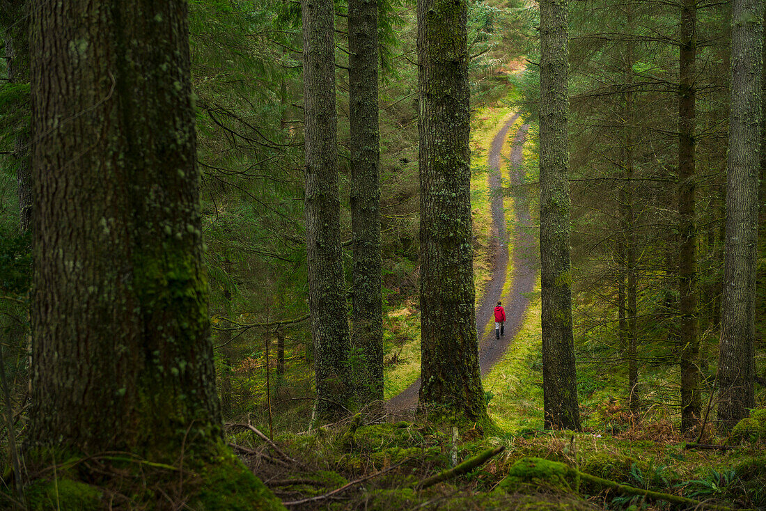 Woman in red coat walking along trail in Barcaldine Forest, Argyll and Bute, Scotland