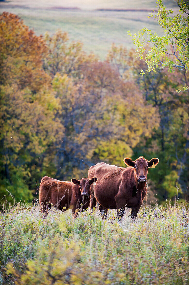'Cow and calf in a field in autumn; Valley City, North Dakota, United States of America'