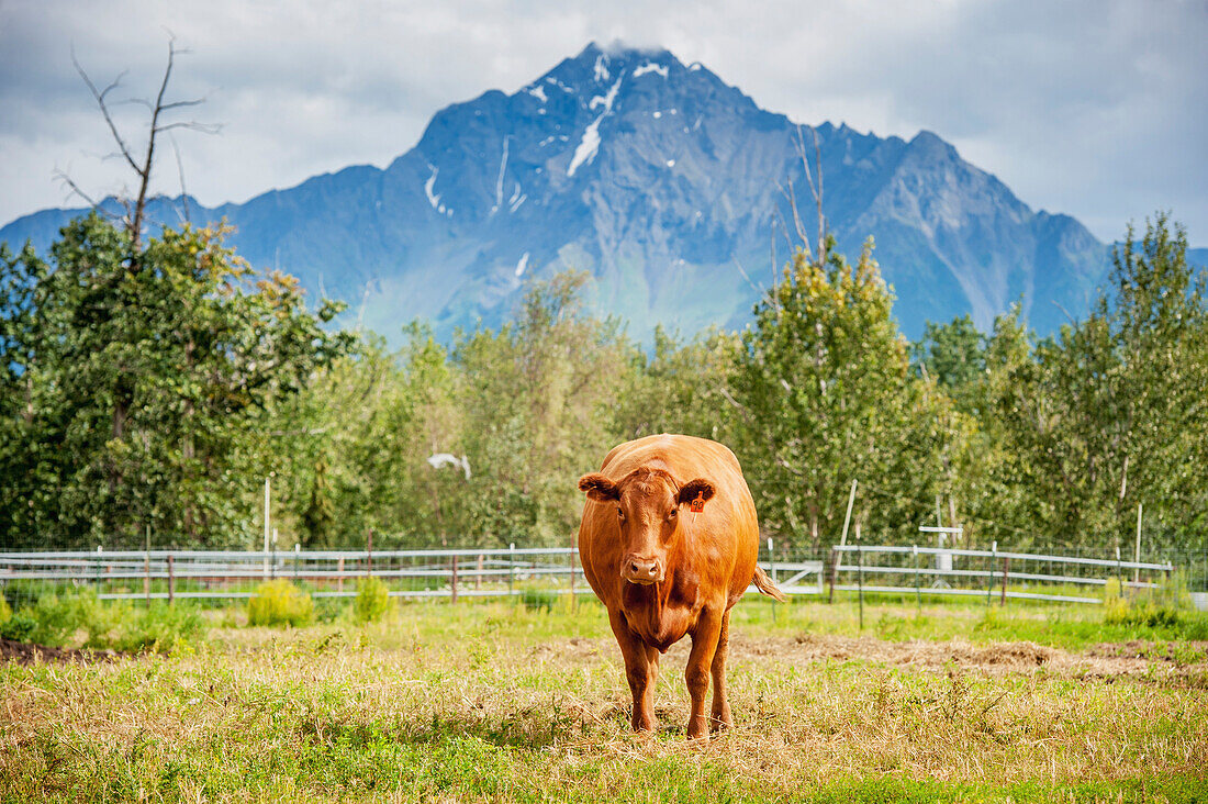 'Beef cattle on a farm in Alaska (Bos primigenius); Palmer, Alaska, United States of America'