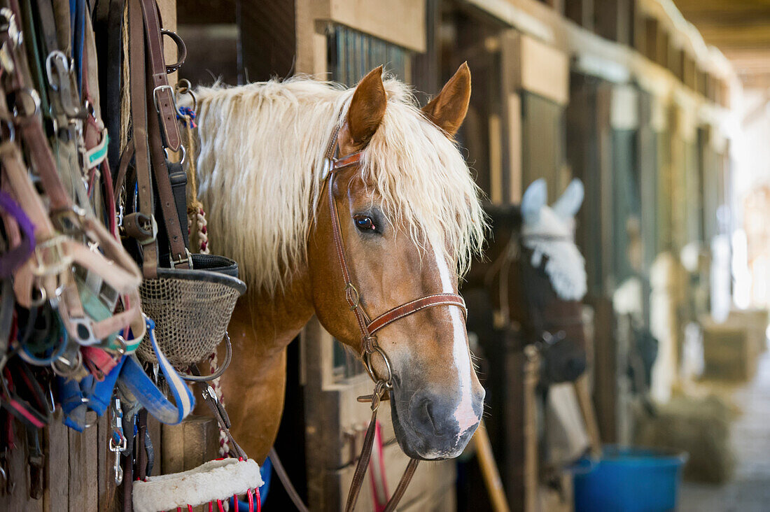 'Horse looking out of stall in stable in Cecil County; Maryland, United States of America'