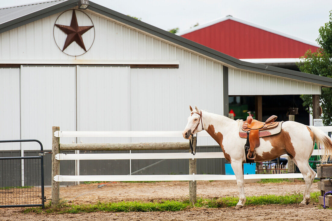 'Saddled horse in front of barn, near Hurlock; Maryland, United States of America'