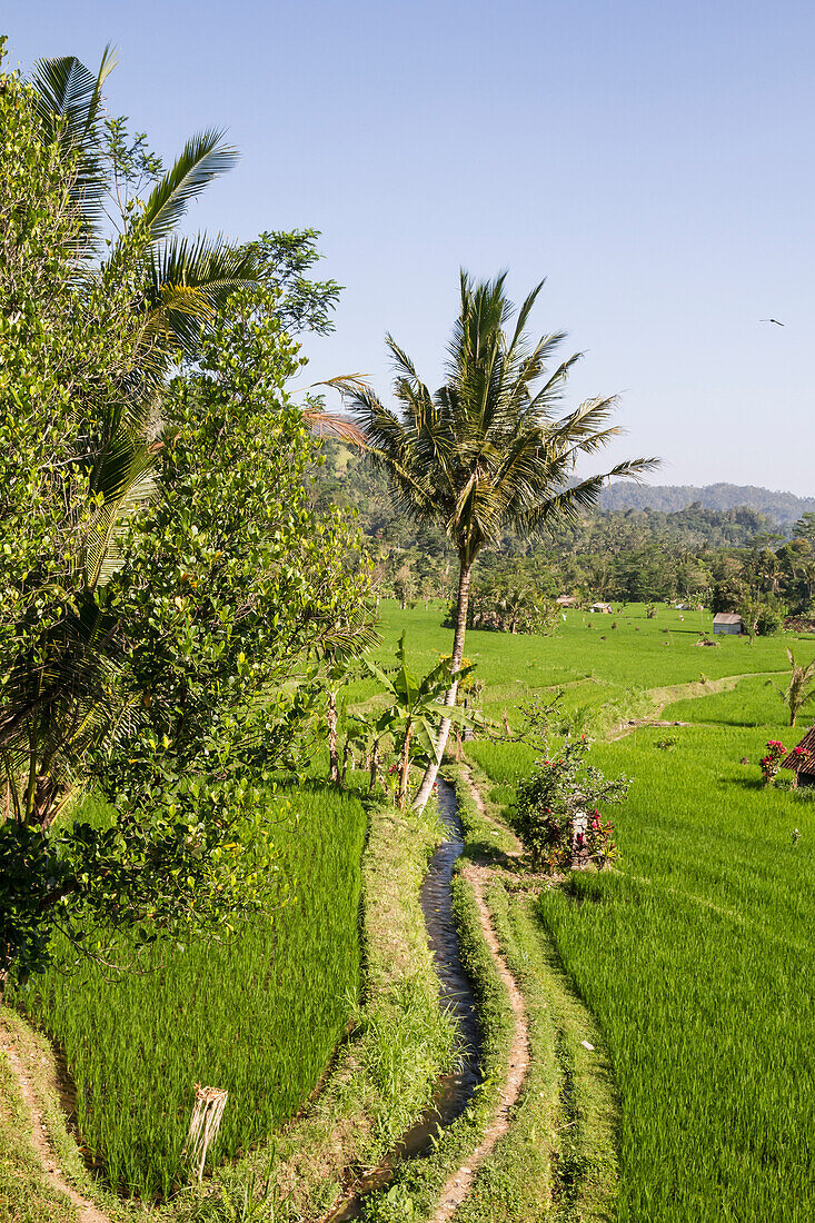 Rice fields in the valley of the Unda river, Sidemen, Bali, Indonesia
