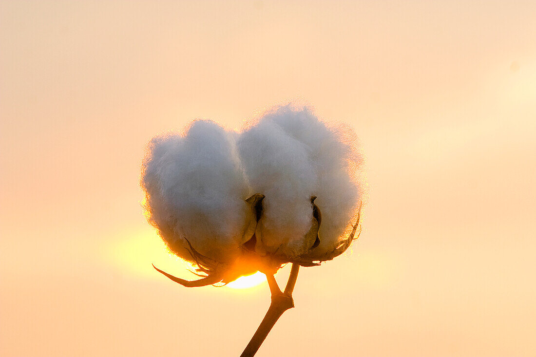 Agriculture - Sideview of a mature, harvest ready 5-lock cotton boll in Autumn with the sun setting behind it / Mississippi, USA.