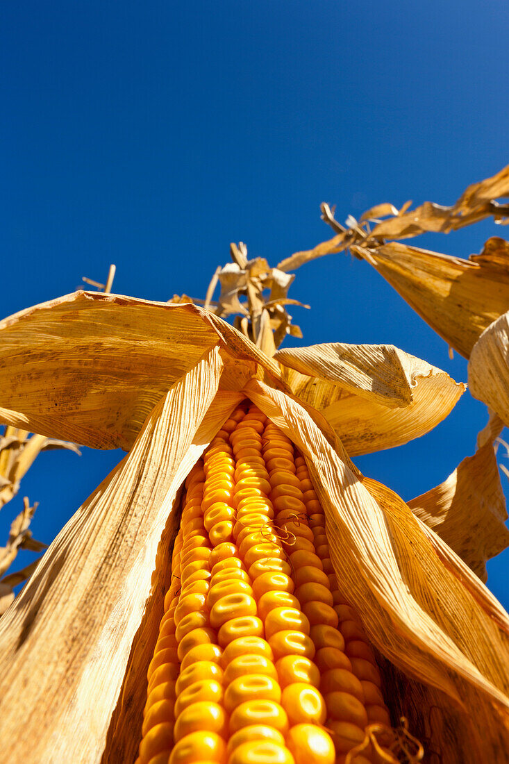 Agriculture - View looking up at an ear of mature harvest stage grain corn on the stalk with the husk pulled back exposing the kernels / near Nerstrand, Minnesota, USA.