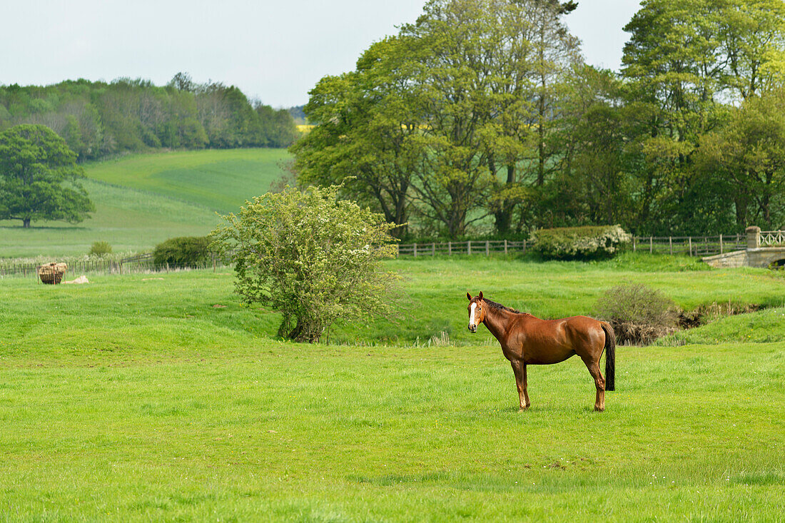 'Horse in field; Morpeth, Northumberland, England'