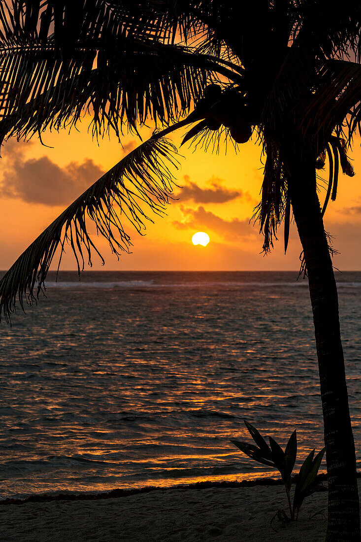'Silhouette of a coconut tree along the shoreline with an orange sun and clouds in the sky at sunrise; Akumal, Quintana Roo, Mexico'