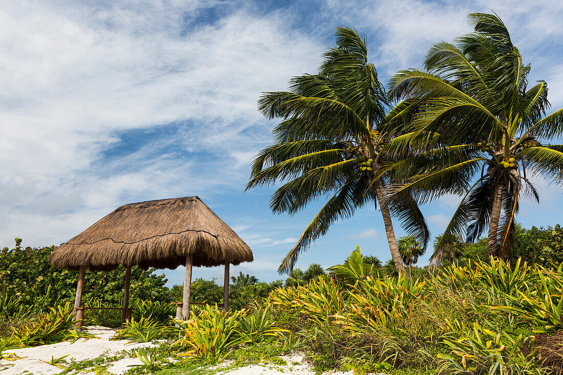 'Coconut trees with thatched shelter on beach with clouds and blue sky; Akumal, Quintana Roo, Mexico'