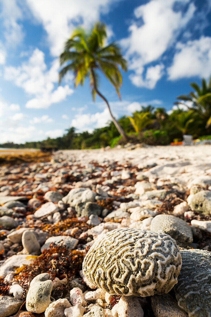 'Close up of a brain coral on a coral beach with coconut tree in background with blue sky and clouds; Akumal, Quintana Roo, Mexico'