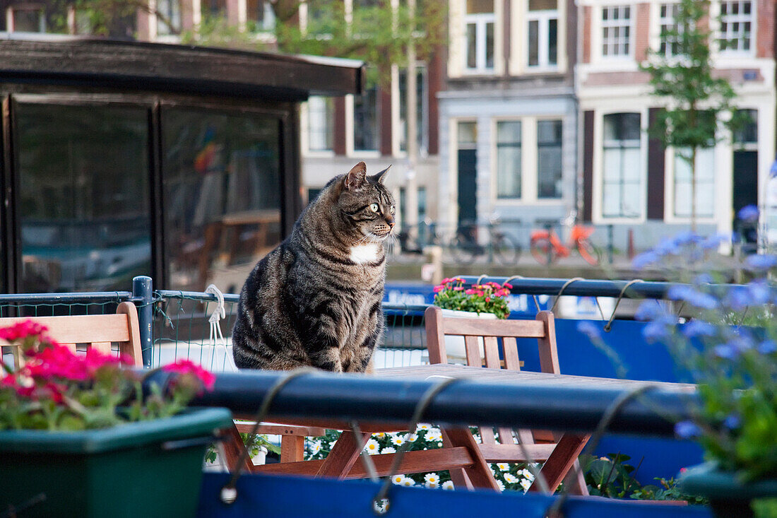 Cat Sitting On A Houseboat, Amsterdam, Netherlands