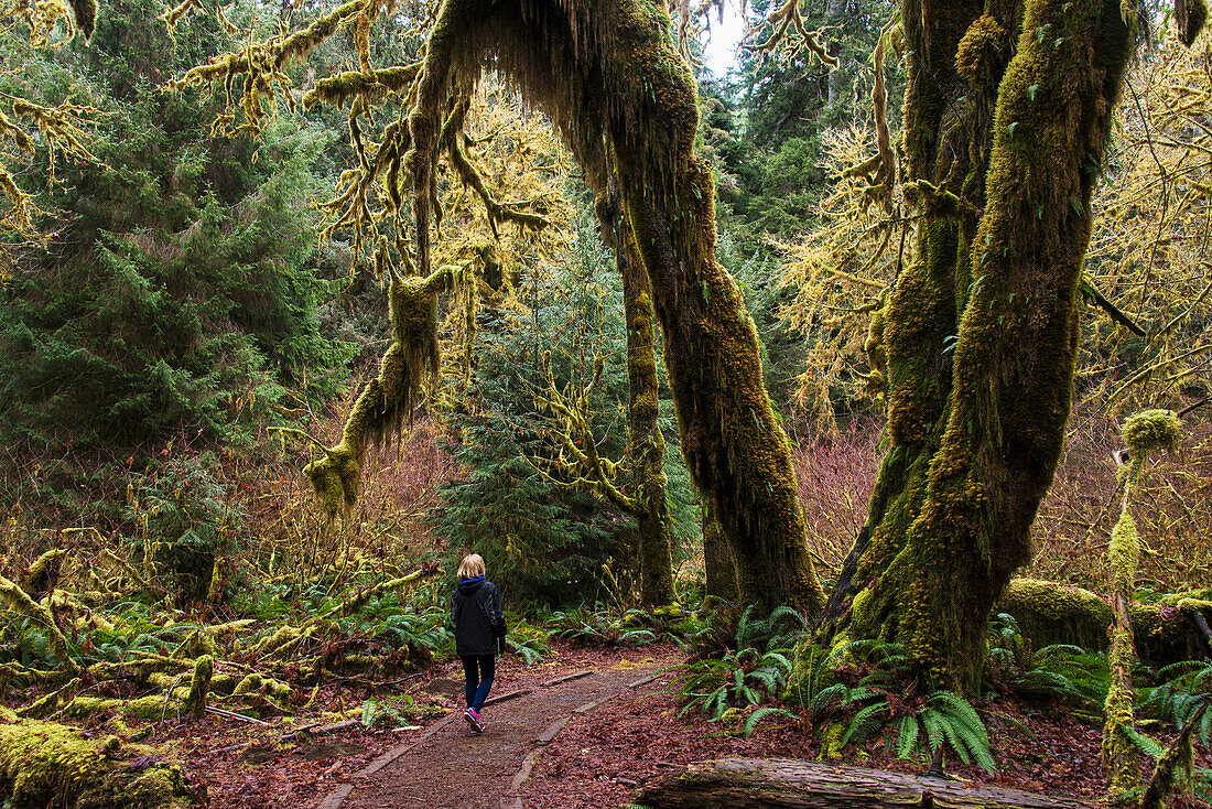 'Hoh rainforest, Olympic National Park; Washington, United States of America'