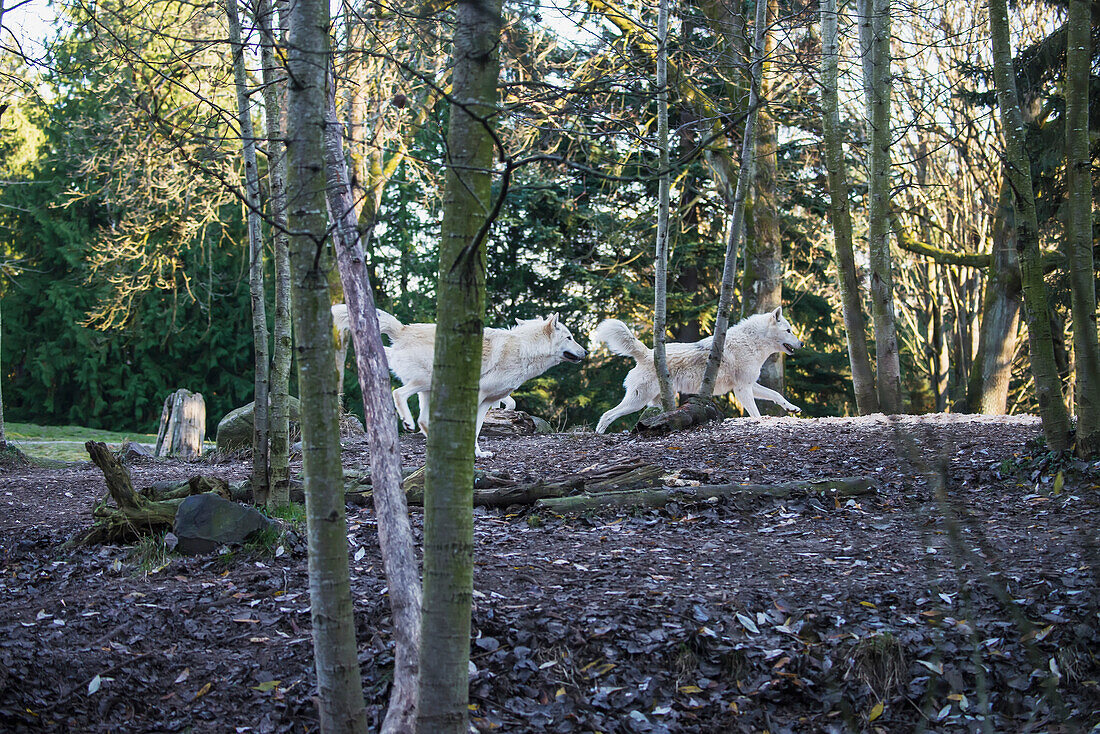 'Gray wolves (canis lupus), white phase, Woodland Park Zoo; Washington, United States of America'