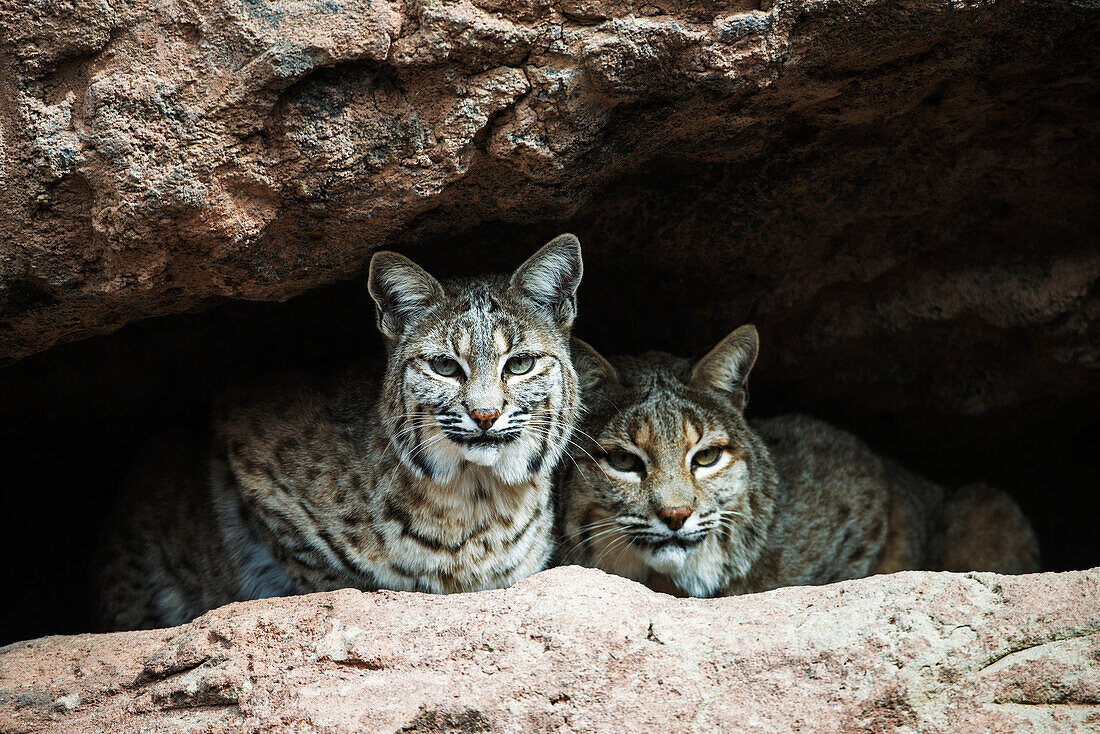 'Bobcat (felix rufus), Arizona Sonora Desert Museum; Tucson, Arizona, United States of America'