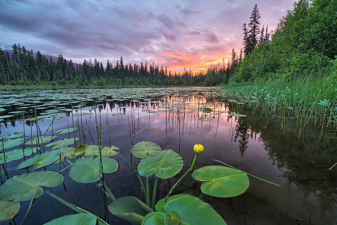 'Sunset over an unnamed lake with water lilies along the Yellowhead Highway; British Columbia, Canada'