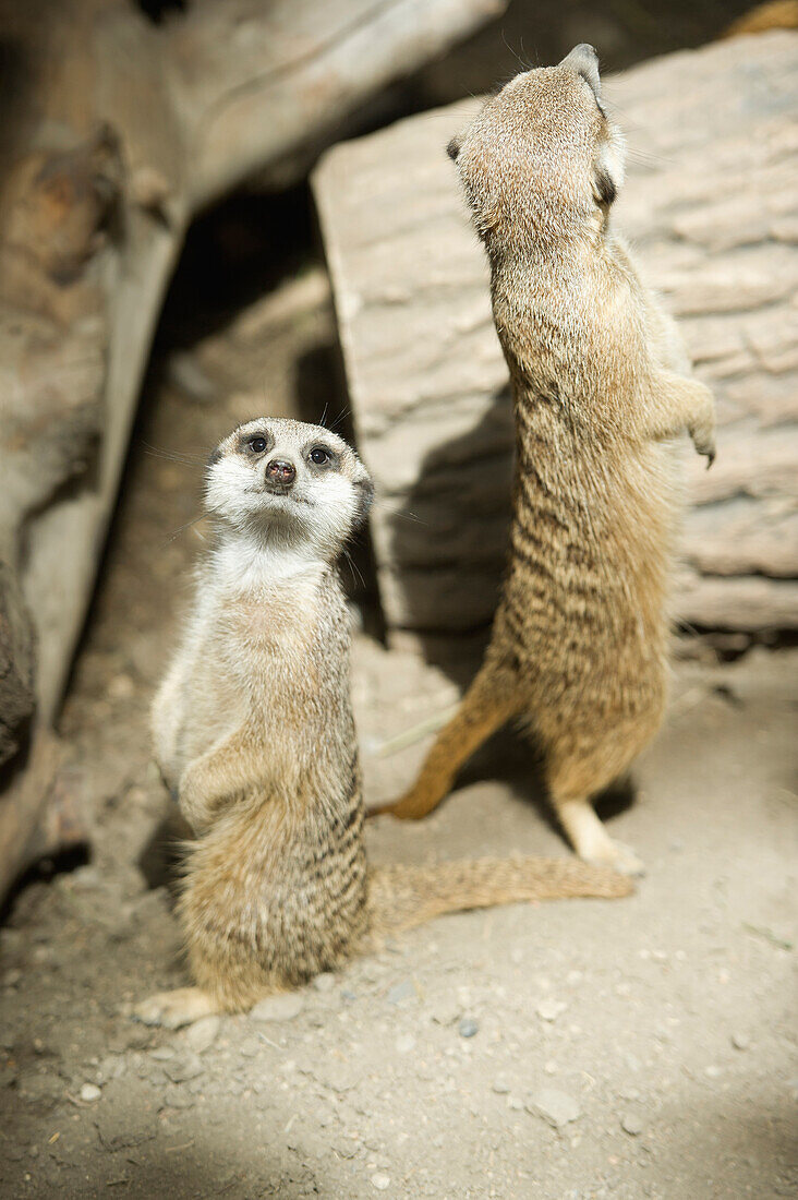 'Meerkats standing upright at the Calgary Zoo; Calgary, Alberta, Canada'