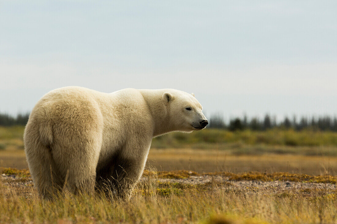 'Alert polar bear standing in a field; Manitoba, Canada'