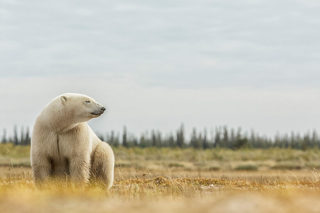 'Polar bear sitting by the coast of Hudson Bay; Manitoba, Canada'