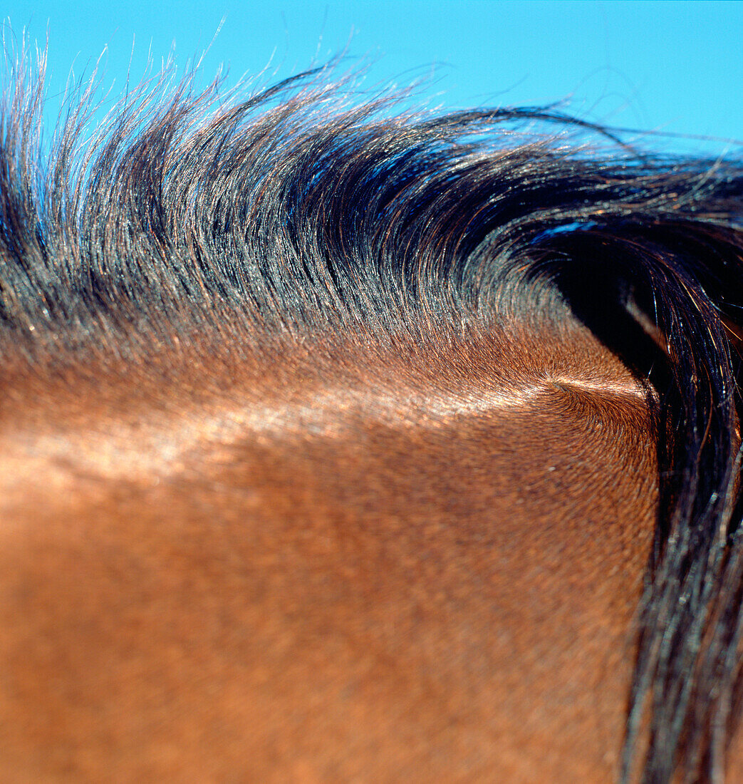 Close Up Of Horse Mane