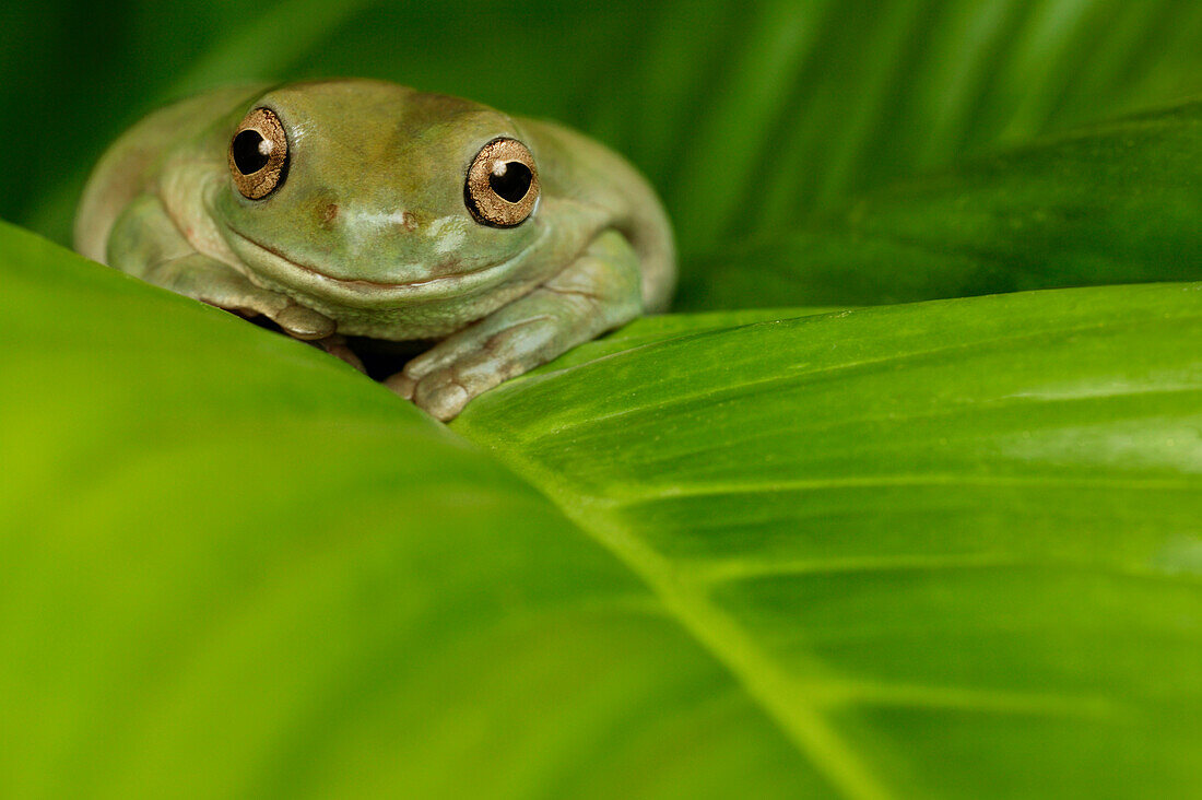 'Natural Moments Photography; White's Tree Frog'