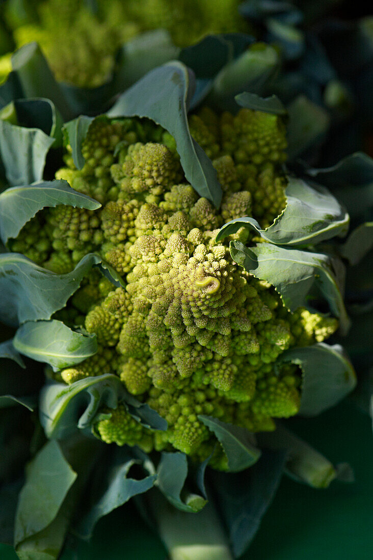 Romanesco Cauliflower, Riverdale Farmer's Market, Toronto, Ontario