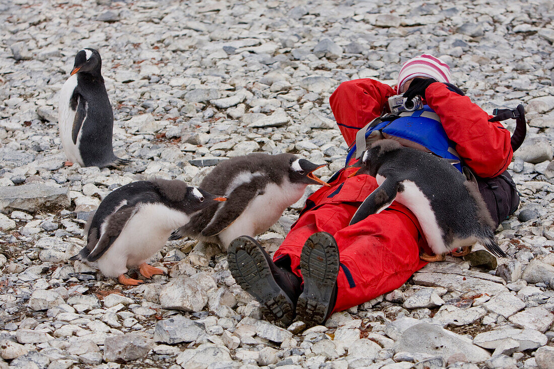 Juvenile Gentoo Penguins With A Visitor, Cuverville Island In The Antarctic Archipelago
