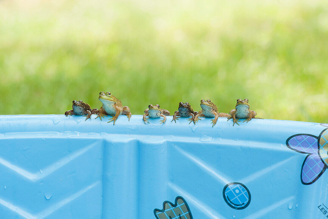 Six Small Frogs Sitting On The Edge Of … – License image
