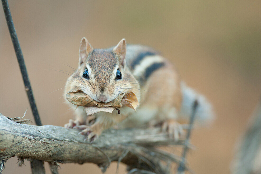 Chipmunk Sitting On A Fallen Branch With Leaves In Its Mouth, Ontario