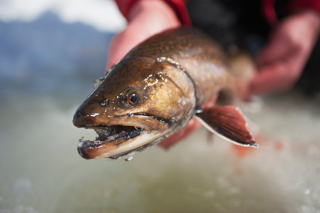 'Ice fisherman holding a large winter brook; Ontario, Canada'