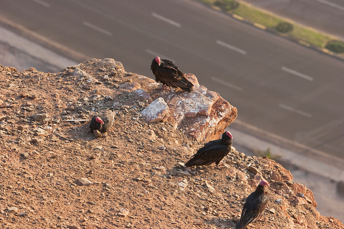 Turkey Vultures (Cathartes Aura), Arica, Arica & Parinacota Region, Chile