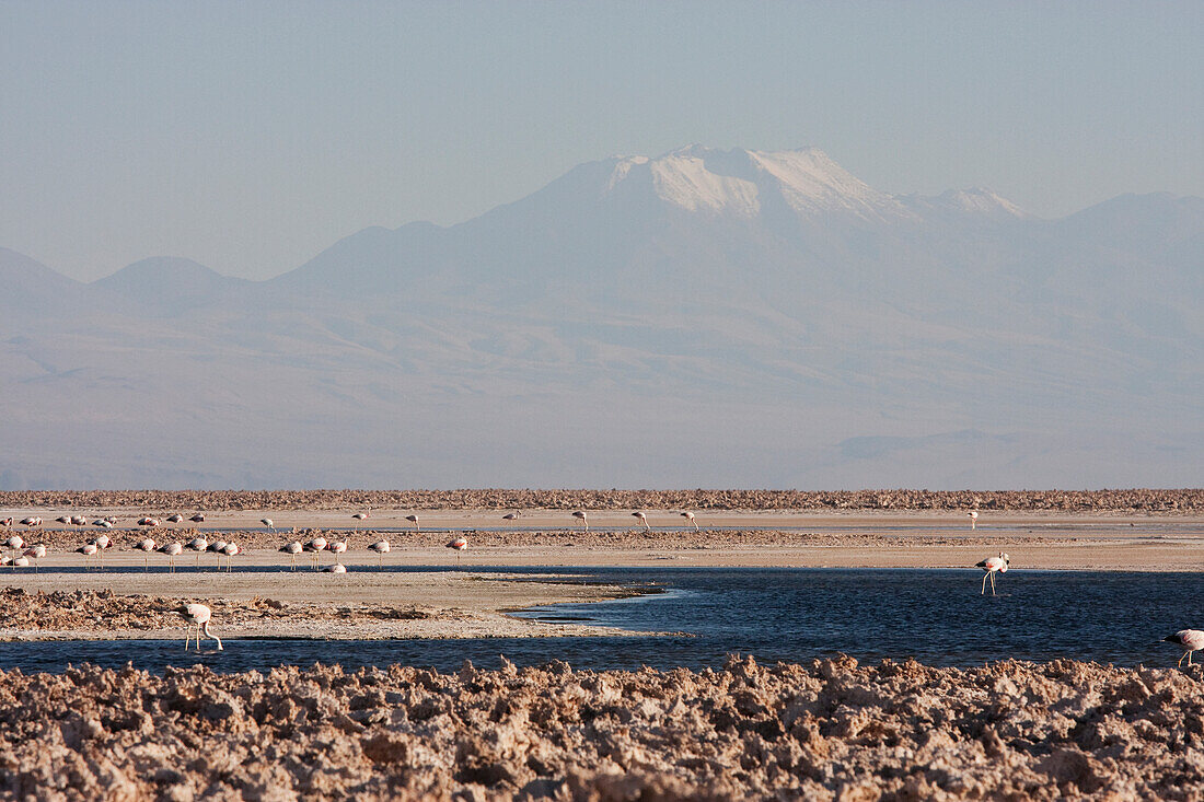 Andean Flamingo (Phoenicoparrus Andinus), Laguna Chaxa, Antofagasta Region, Chile