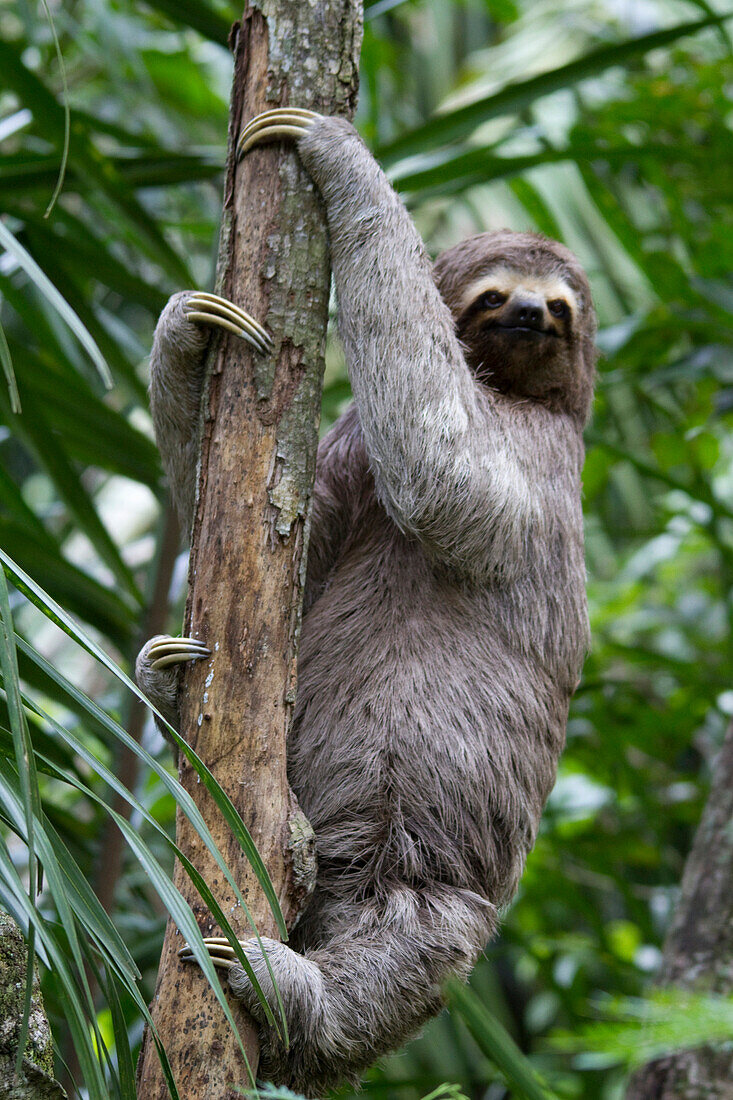 Brown-Throated Sloth (Bradypus Variegatus) On A Tree, Biocentro Guembe, Santa Cruz, Bolivia