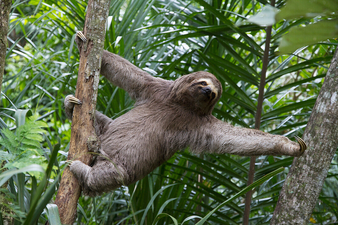 Brown-Throated Sloth (Bradypus Variegatus) On A Tree, Biocentro Guembe, Santa Cruz, Bolivia