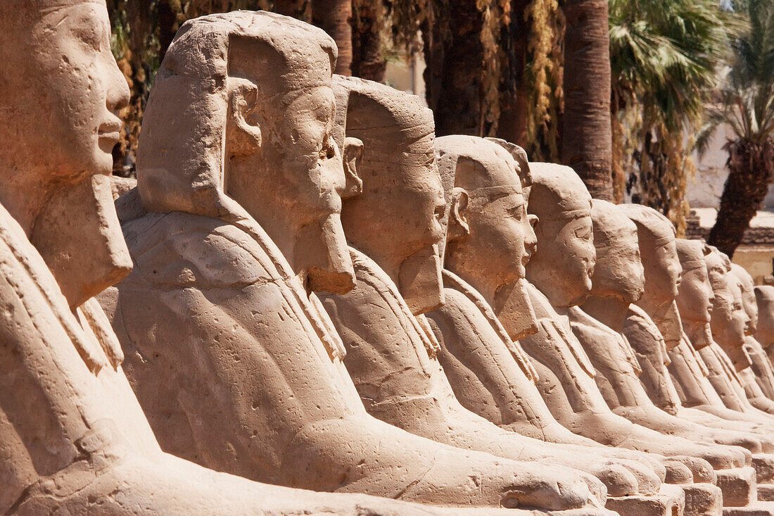 Avenue Of The Sphinxes At The Temple Of Luxor, Luxor, Qina, Egypt