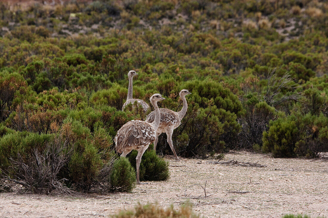 Lesser Rheas (Rhea Pennata), Pumiri, Oruro, Bolivia