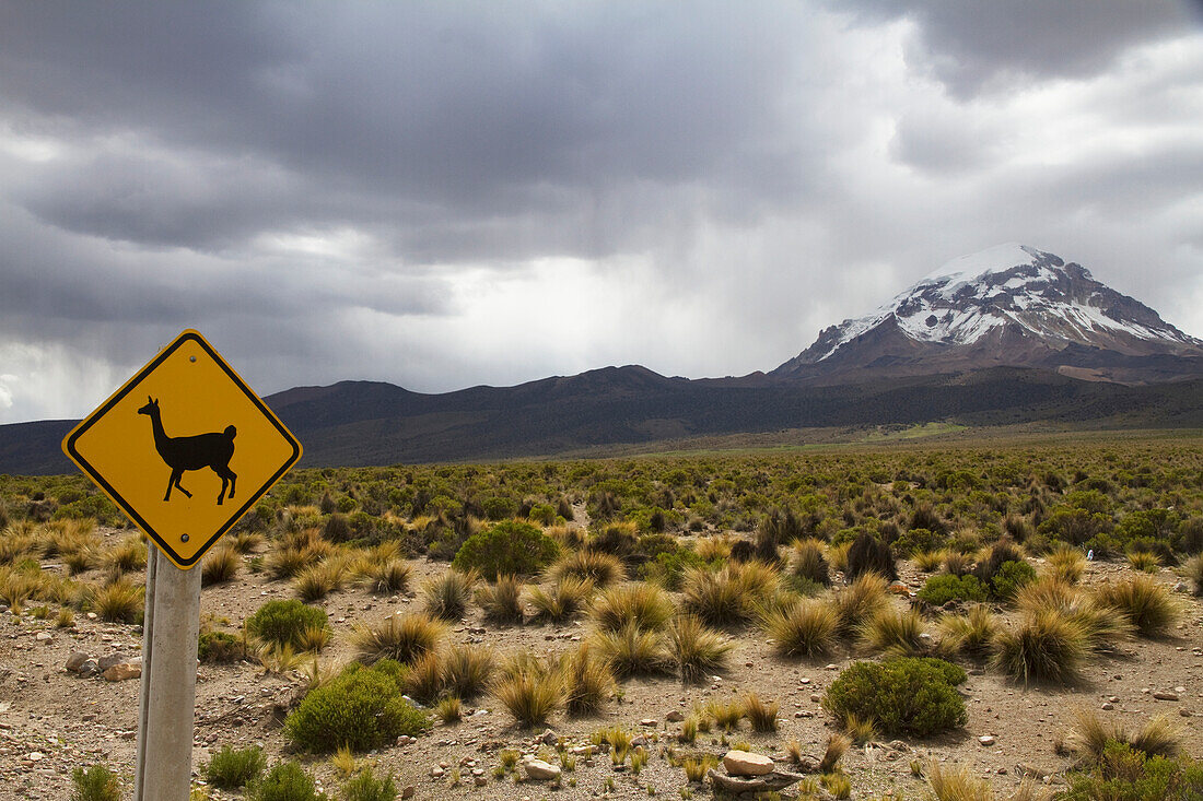 Llama Crossing Sign And Nevado Sajama, Sajama National Park, Oruro Department, Bolivia