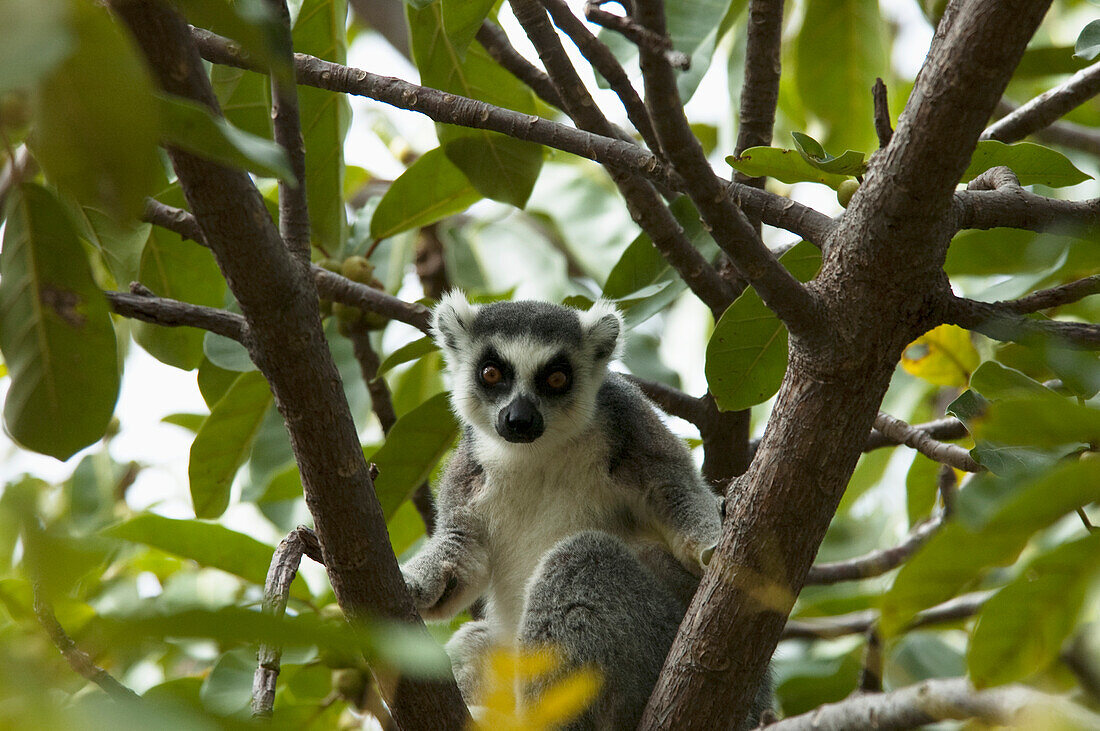 Ring Tailed Lemur (Lemur Catta), Fianarantsoa Province, Madagascar