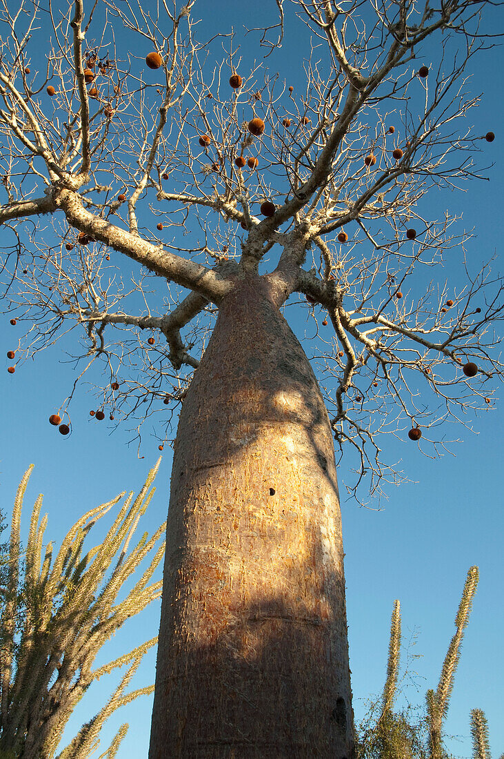 Baobab (Adansonia Rubrostipa) At Reniala Reserve, Mangily, Toliara Province, Madagascar