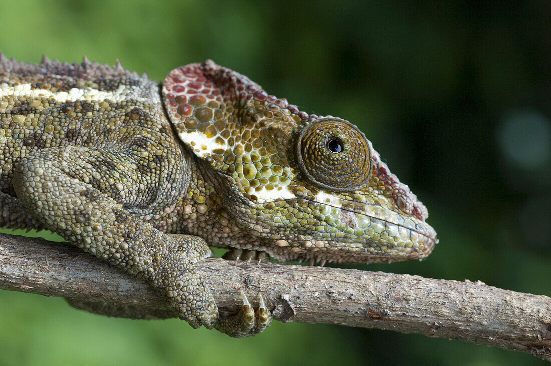 Chameleon (Furcifer Pardalis), Ranomafana National Park, Fianarantsoa Province, Madagascar