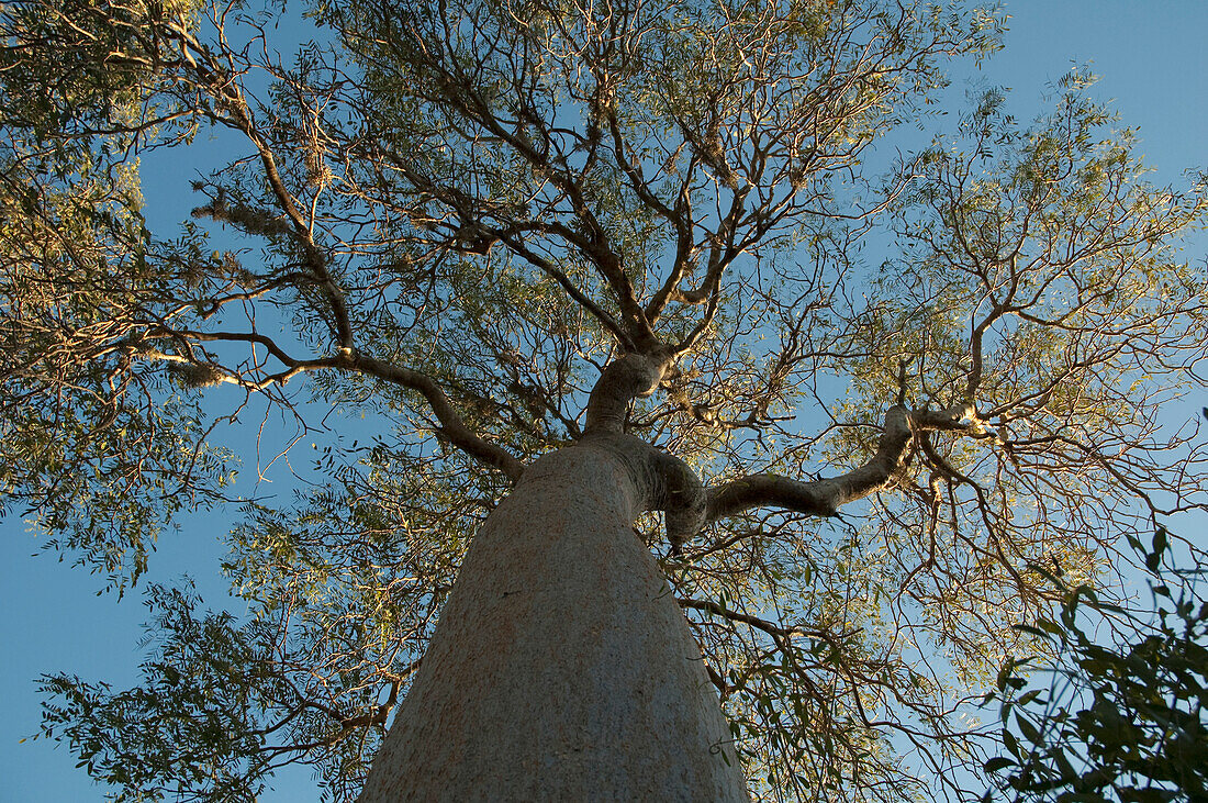 Baobab (Adansonia Fony) At Reniala Reserve, Mangily, Toliara Province, Madagascar