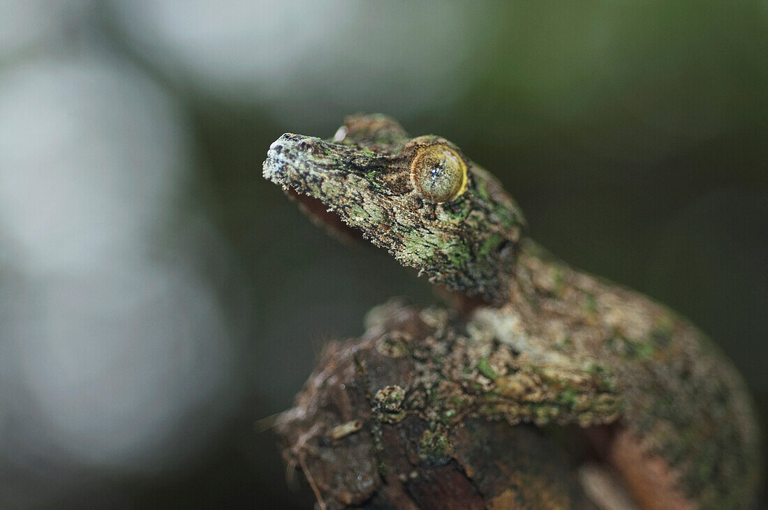 Nocturnal Gecko, Marozevo, Toamasina Province, Madagascar