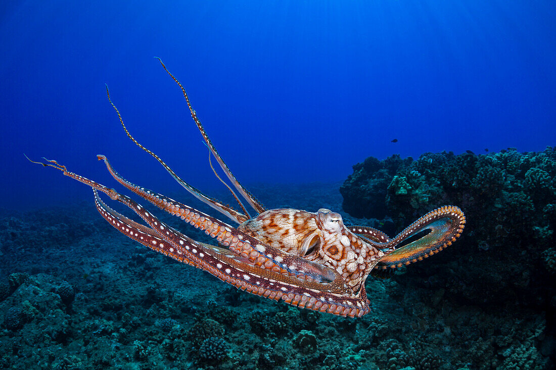 'This view shows the eight armed cephalopod free swimming in mid-water, Day octopus, (Octopus cyanea); Maui, Hawaii, United States of America'