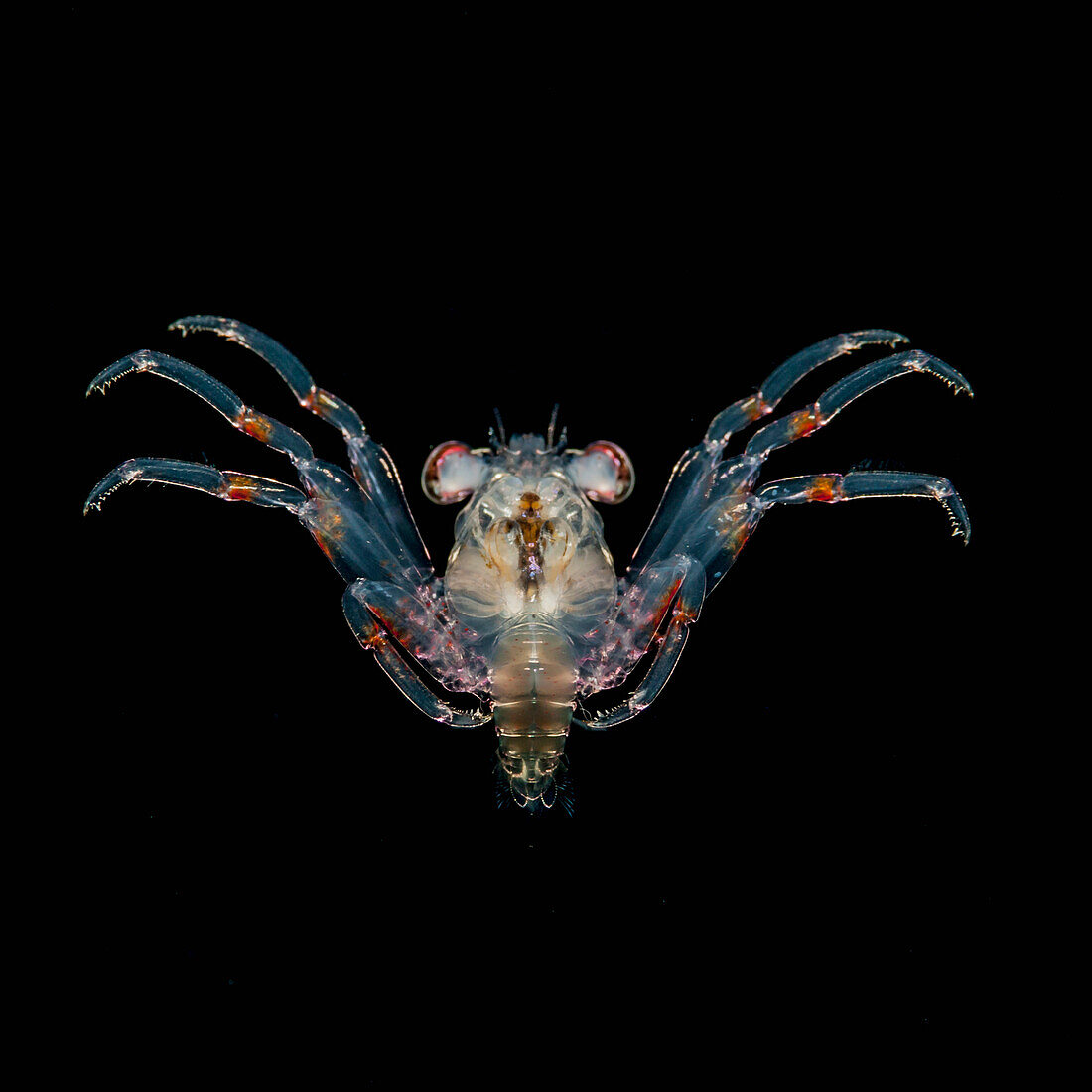 'Tiny crab megalops larva underwater at nighttime; Island of Hawaii, Hawaii, United States of America'