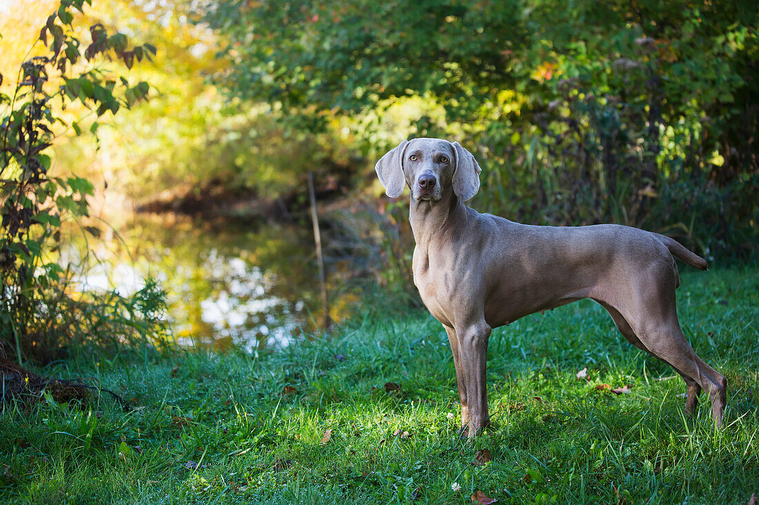 'Weimaraner by edge of pond, early autumn morning; Colchester, Connecticut, United States of America'