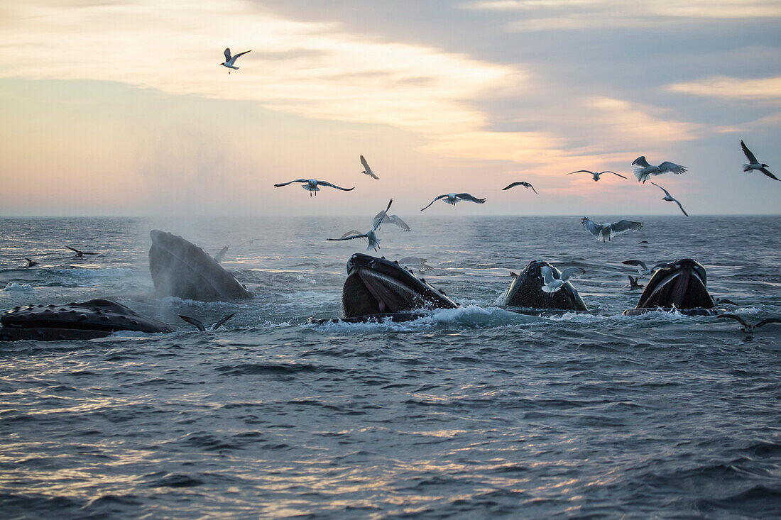 'Humpback whales (Megaptera novaeangliae) and a flock of birds on the surface of the water at sunset; Massachusetts, United States of America'